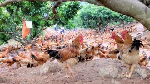 Phúc lợi động vật không còn là câu chuyện xa vời