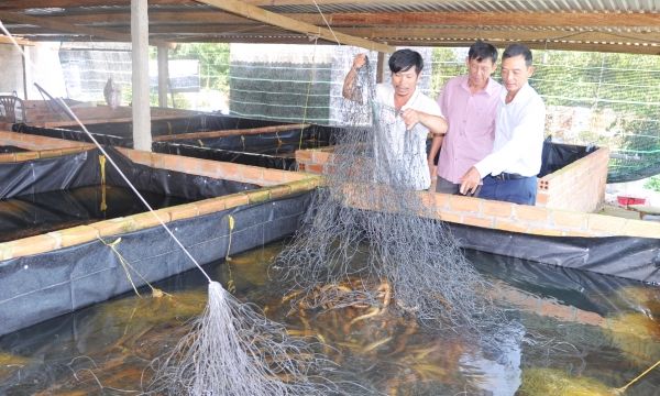 Mới thử nghiệm, nông dân Phú Yên đã 'kết' mô hình nuôi lươn không bùn