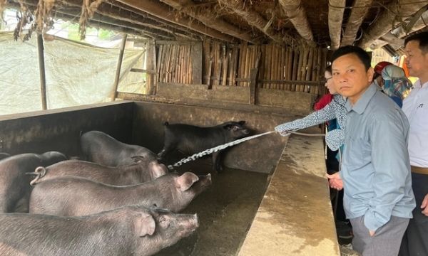 Nhân rộng nuôi lợn đen bản địa ở các xã nghèo Lào Cai