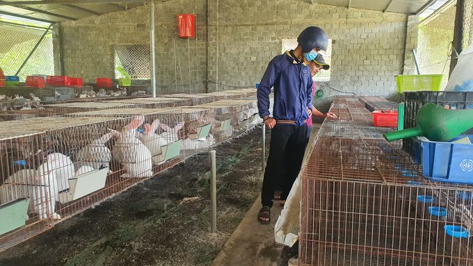 Nuôi thỏ kết hợp nuôi trùn quế cho thu nhập trăm triệu đồng mỗi năm