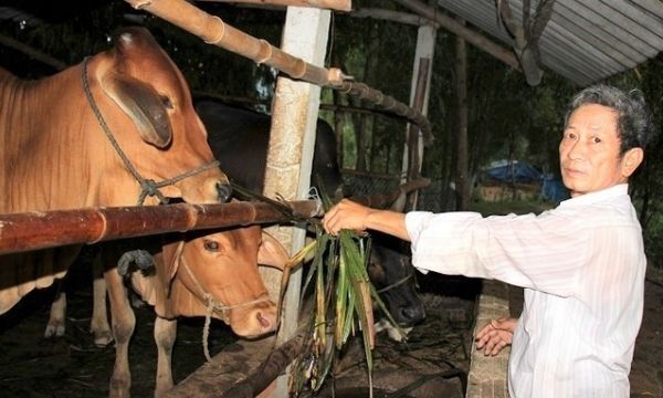 Nông dân chuyển từ nuôi bò thịt sang bò sinh sản