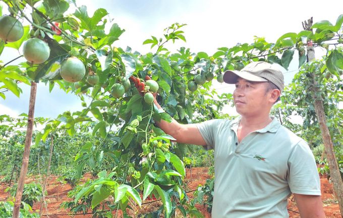 Chanh dây Việt Nam có cơ hội xuất khẩu chính ngạch sang Úc