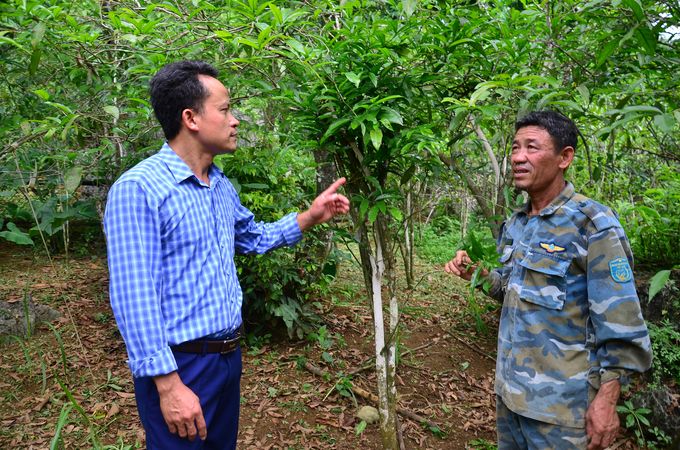 Về Mỹ Đức xem dân làm giàu nhờ trồng 'cây mì chính'