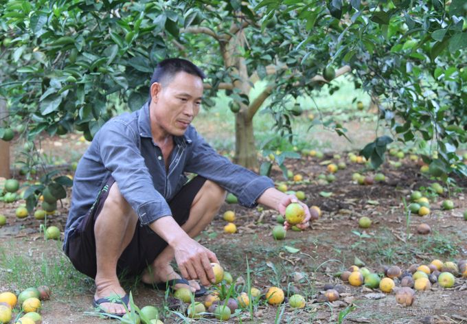 Chuyện cam Vinh làm nóng nghị trường