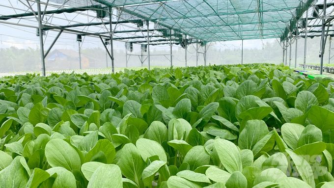 Trồng rau thủy canh, hiệu suất gấp 3 thổ canh