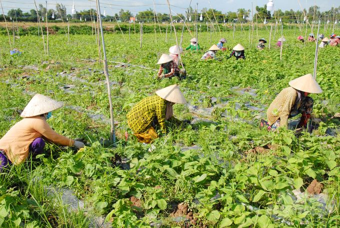 An Giang: Nông sản vụ hè thu tiêu thụ thuận lợi