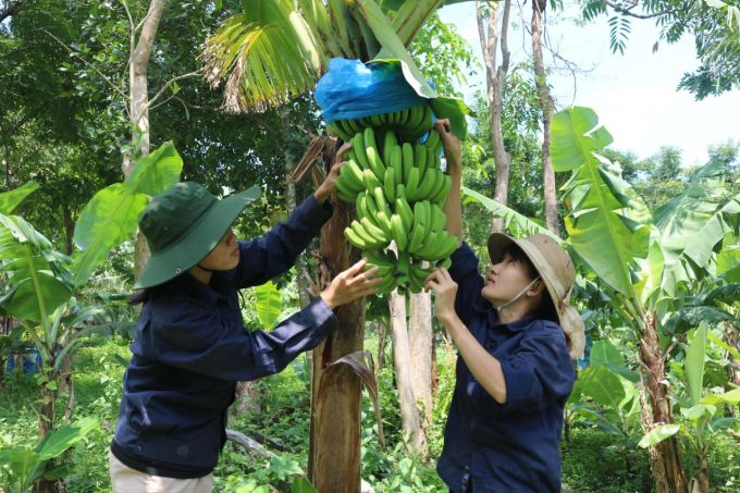 Khánh Hòa: 80% diện tích lúa, rau, cây ăn quả sẽ ứng dụng IPHM
