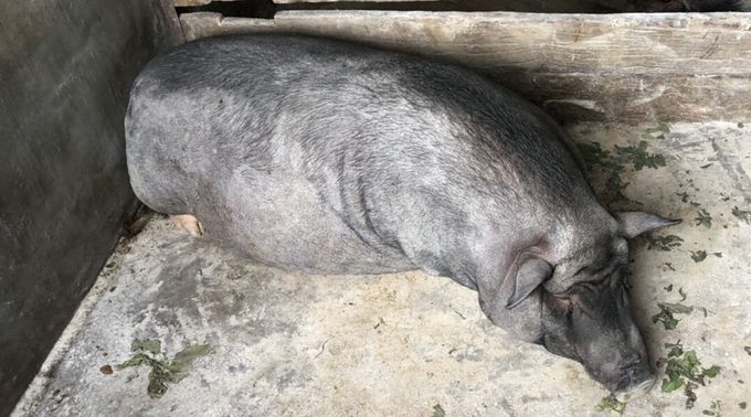 Dịch tả lợn Châu Phi bùng phát ở Lạng Sơn
