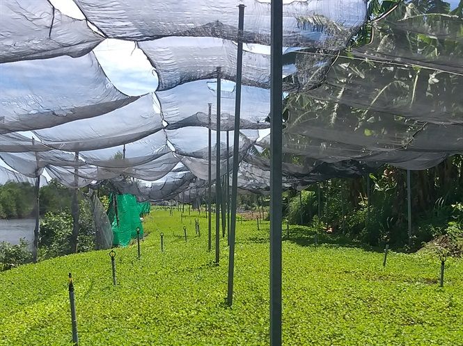 Rau má phủ xanh vùng nhiễm mặn