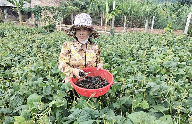 Thứ cây trồng tốt um, nông dân Bình Định ngày nào cũng hái trái đen, bật ra thứ hạt ăn bổ dưỡng, bán giá tốt