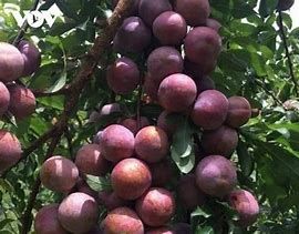 Nông dân vùng cao Bắc Hà vào vụ thu hoạch mận tam hoa