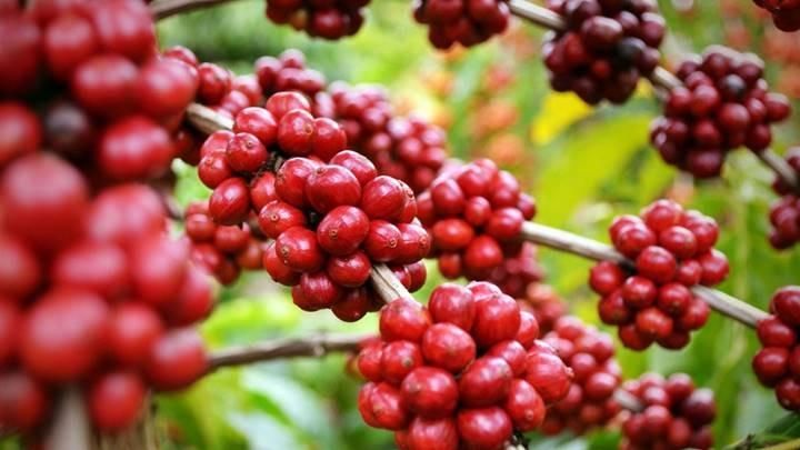 Giá cà phê hôm nay 5/8: Arabica tiếp tục tăng, trong nước cán mốc 37.000 đồng/kg