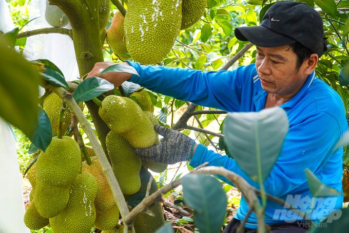 Độc lạ giống mít mang hương vị sầu riêng