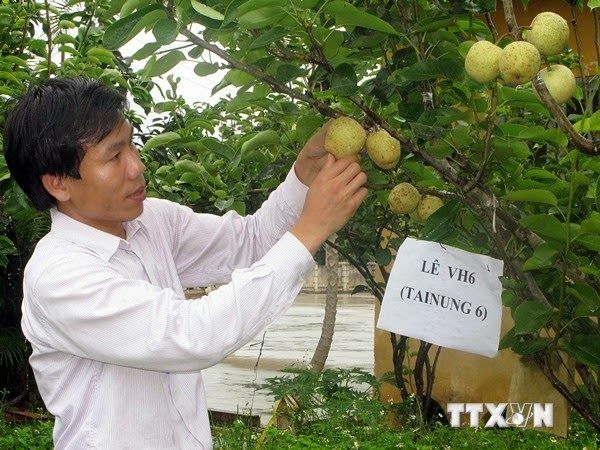 Nông dân Tam Đường khá giả nhờ trồng lê VH6