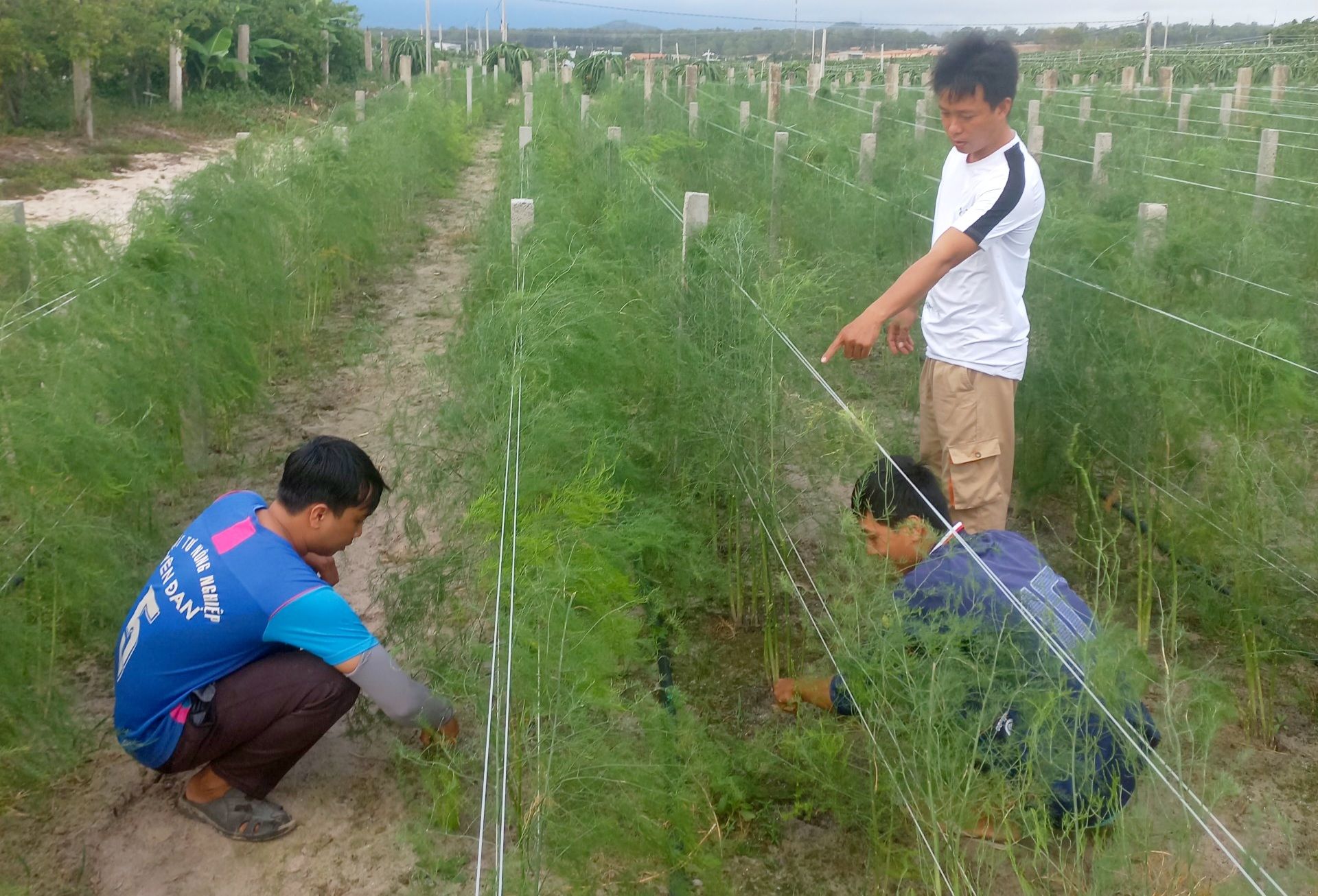 Măng tây xanh 'đẻ' tiền tỷ trên đất cát khô cằn