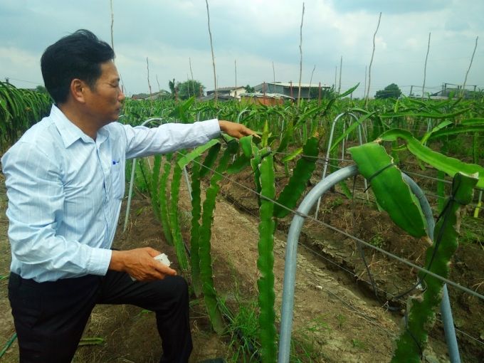 Hạn mặn khốc liệt uy hiếp cây ăn trái