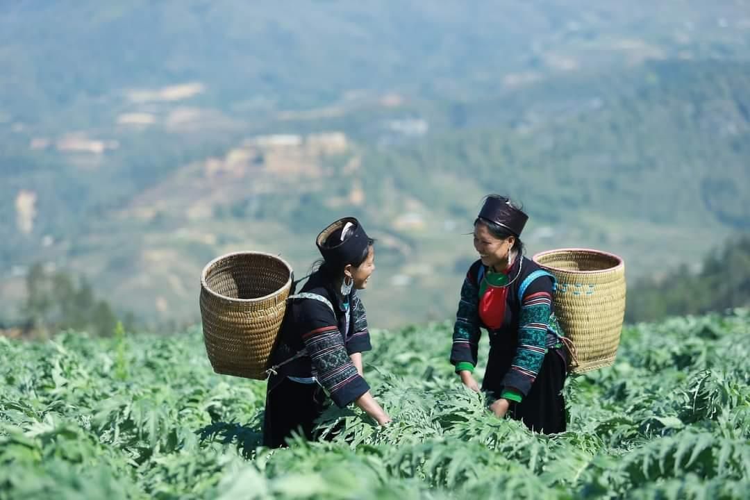 Sa Pa dành 280ha đất trồng 17 loại cây dược liệu quý