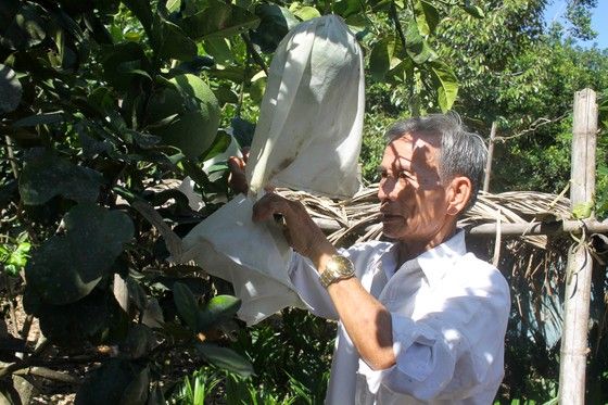 Độc, lạ Quảng Ngãi: Các nhà vườn thi nhau 