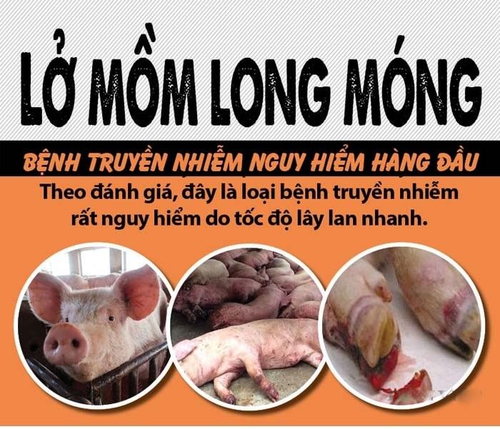 BỆNH LỞ MỒM LONG MÓNG (FOOT AND MOUTH DISEASE, APHTAE EPIZOOTICA)