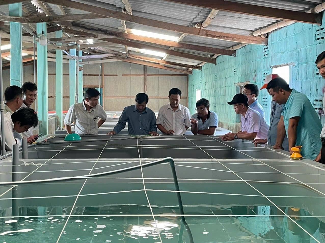 Một ngư dân cho sinh sản và nuôi mực thành công