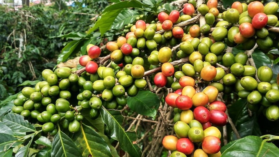 Giá cà phê 29/7: Giá cà phê bất ngờ lao dốc