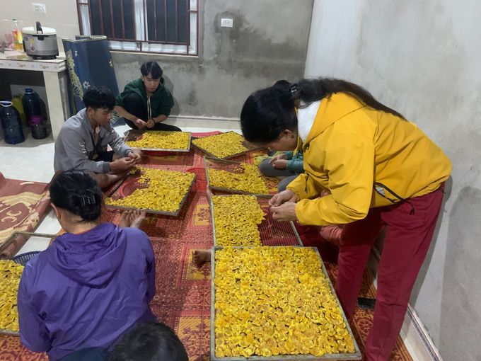 Khoanh nuôi chè hoa vàng, nứa, lùng... tạo thu nhập tốt cho bà con vùng cao