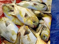Nuôi thử nghiệm cá chim vây vàng