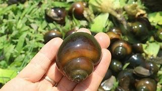 Nuôi ốc nhồi, hai ông nông dân Thái Bình nhàn tênh mà vẫn thu hàng trăm triệu
