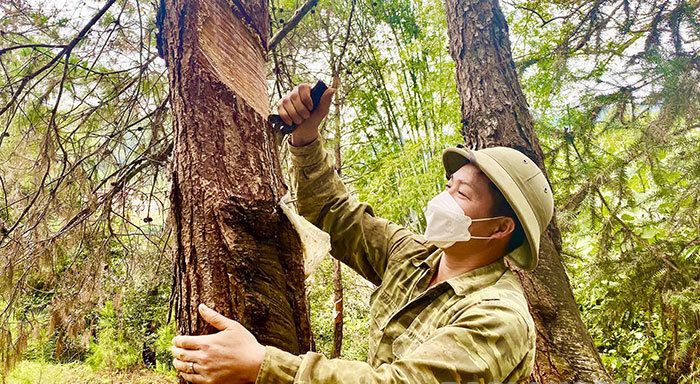 Nơi xem trồng rừng cũng phải thâm canh như lúa