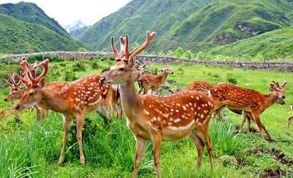 100 cá thể hươu đực chất lượng cao được bình tuyển để nhân giống