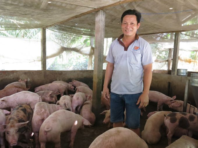 Sóc Trăng: Thiếu heo giống để tái đàn