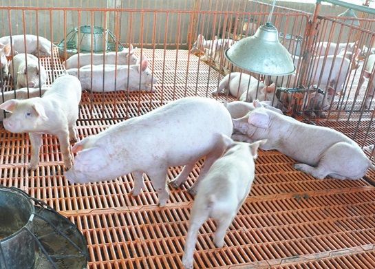 Sóc Trăng: Hộ chăn nuôi tái đàn bị thiệt hại trắng tay