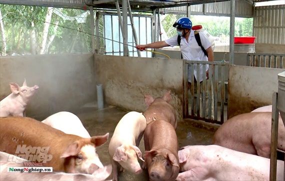 Sóc Trăng: Tiêu hủy 2.120 tấn heo nhiễm bệnh