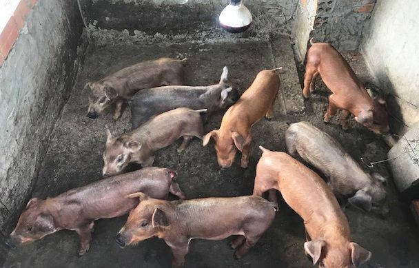 Sóc Trăng: Bệnh dịch tả heo châu Phi lây lan nhanh
