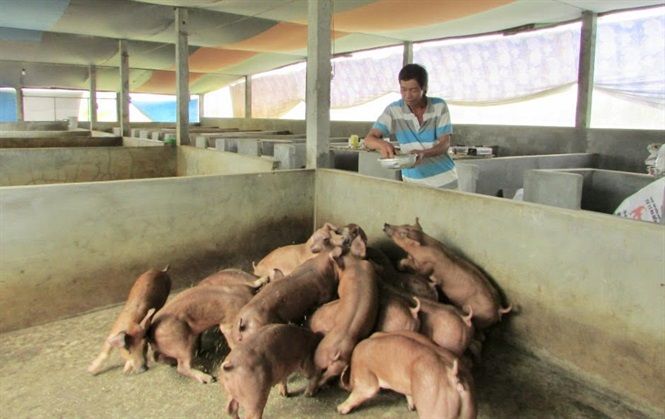 Sóc Trăng: Dịch tả heo lan khắp địa bàn tỉnh