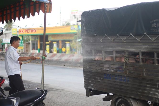 Long An quyết ngăn dịch tả lợn Châu Phi
