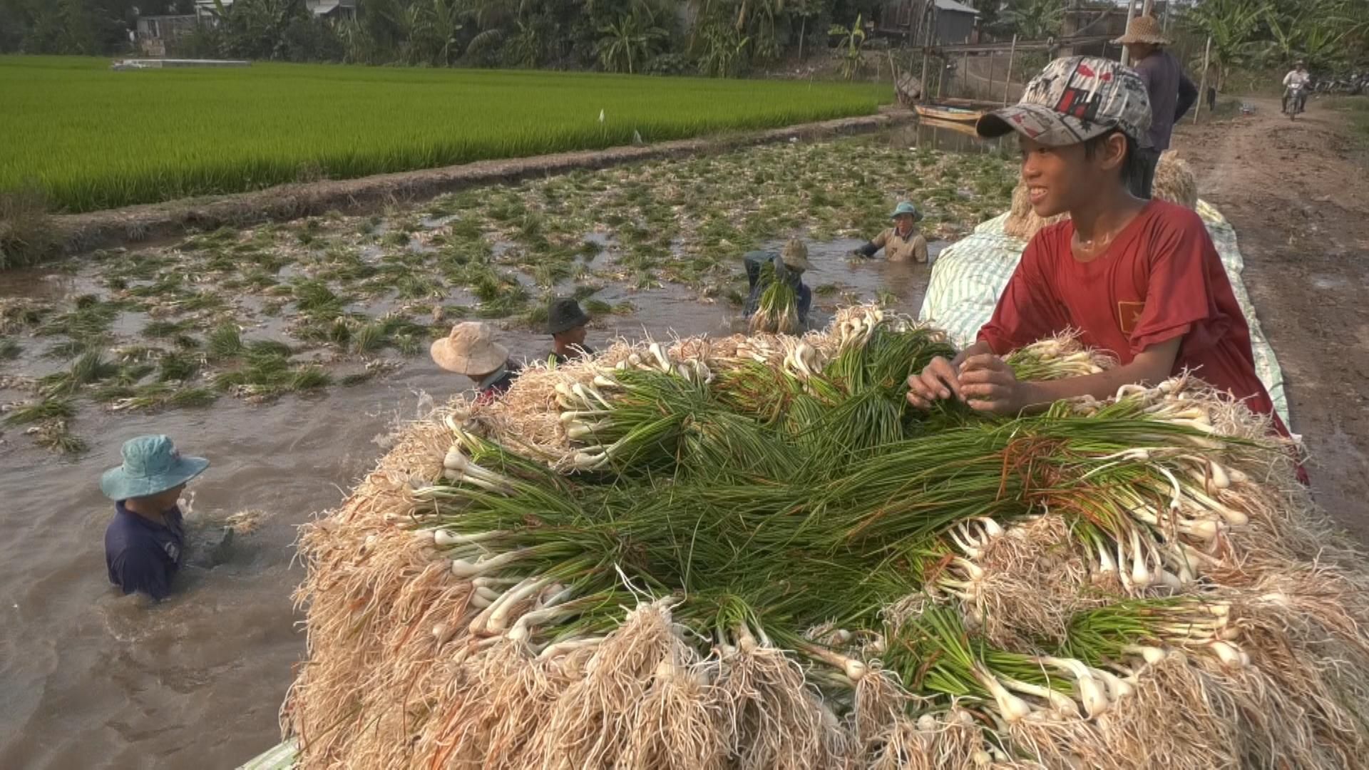Nông dân trồng kiệu lãi to