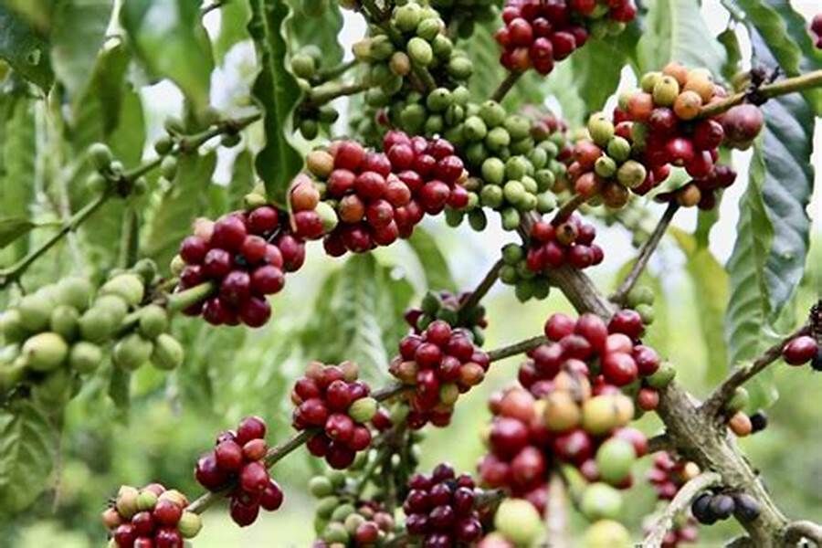 Chăm sóc cà phê đầu mùa mưa nên lưu ý những điều này