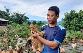 Hành trình phục tráng giống gà bản Đầm Hà