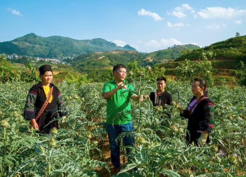 Bảo tồn, phát triển cây dược liệu bền vững