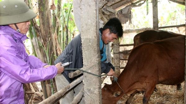Quảng Trị ứng phó với dịch heo tai xanh và LMLM