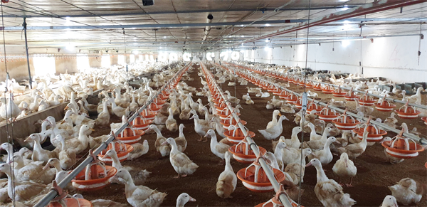 Xây nhà máy nuôi vịt kiểu 