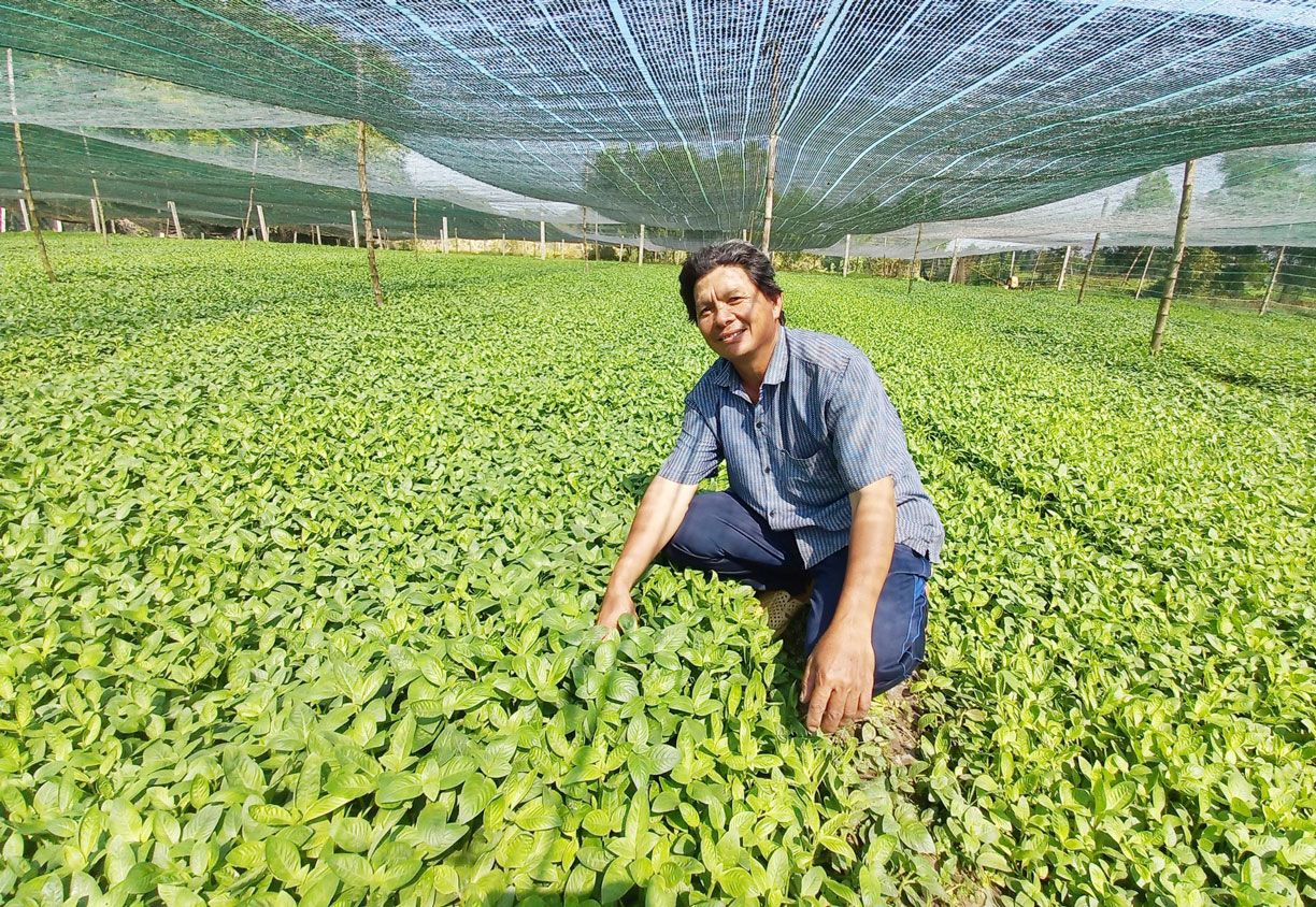 Loại rau nghe tên là thèm lẩu gà, ăn tốt cho tim mạch, đường huyết, ông nông dân Long An hễ bán là hết sạch
