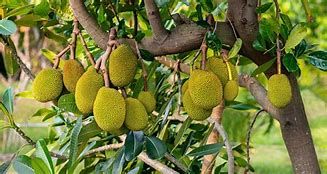 Giá mít Thái ngày 1/8: Đầu tháng đã tăng nữa rồi, mít nứt trái nhiều, nhà vườn sẽ giảm lợi nhuận