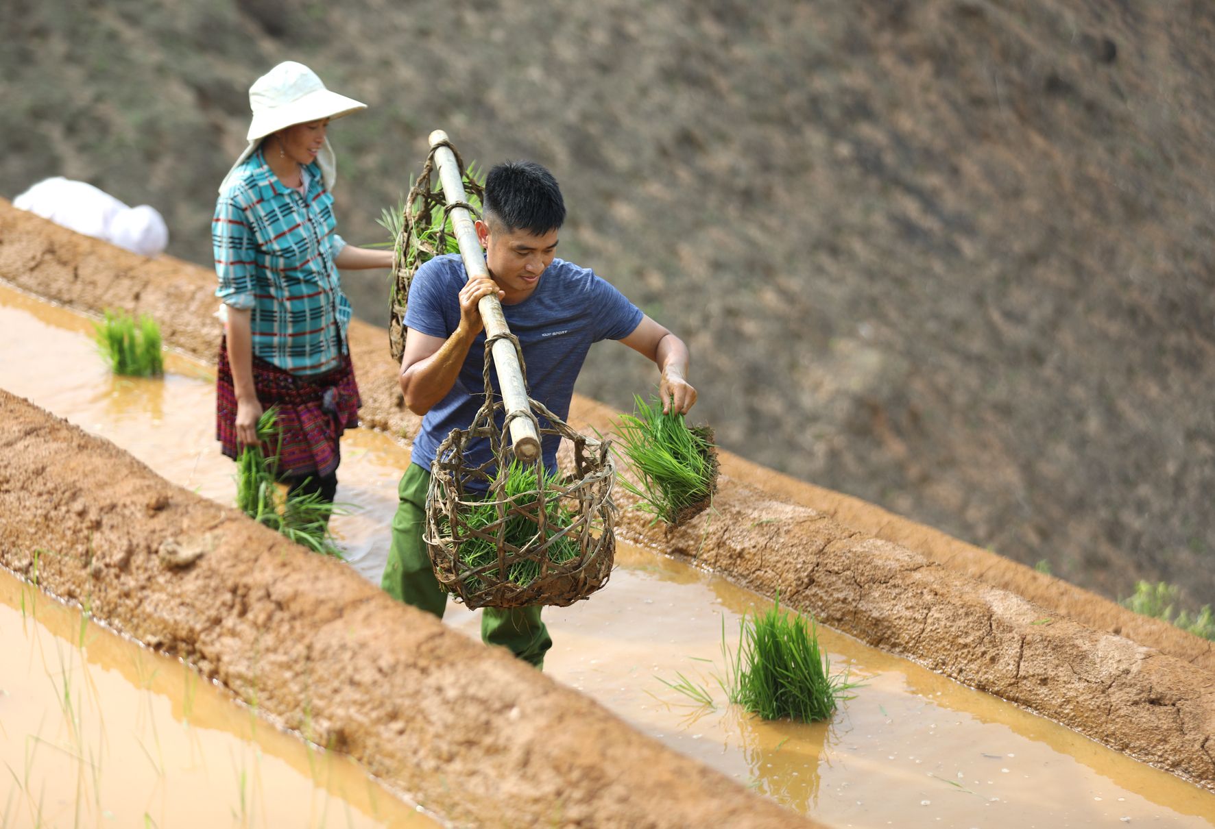Cấy lúa mùa đổ nước trên những thửa ruộng bậc thang