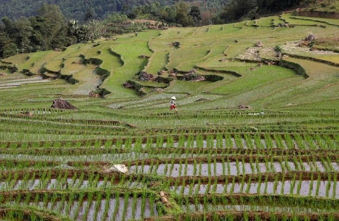 Thái Lan, Việt Nam hợp tác ​​tăng giá gạo