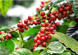 Giá cà phê 3/8: Giá cà phê trong nước tiến sát giá 68.000 đồng/kg