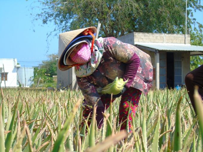 Nha đam được giá nhờ liên kết sản xuất