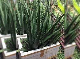 Trồng nha đam trong thùng xốp