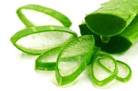 Doanh nghiệp xuất khẩu thạch dừa, nha đam tham gia thị trường chứng khoán